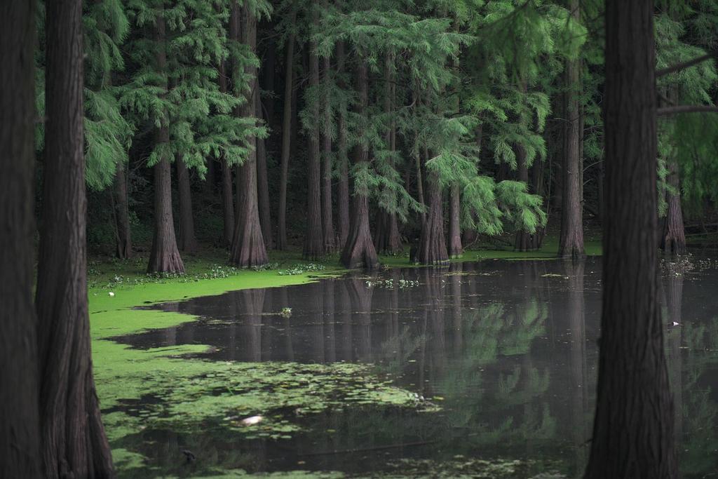 Michael Chen, Conservation Scientist, in forest setting