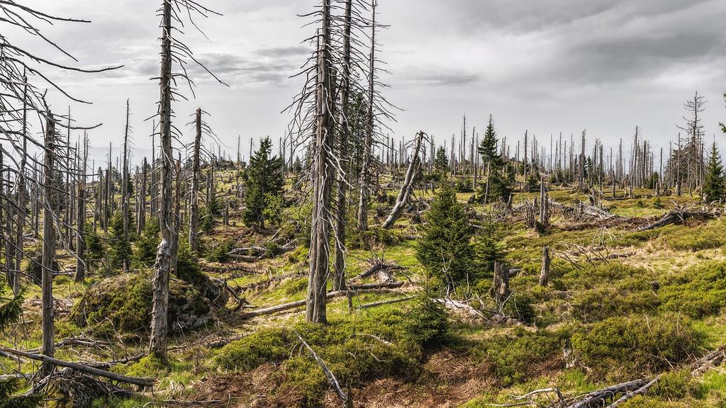 Panel of environmental experts discussing ecosystem topics outdoors